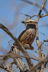 Rufous-crowned Roller - Coracias naevius, beautiful rare roller from African bushes and forests, Namibia.