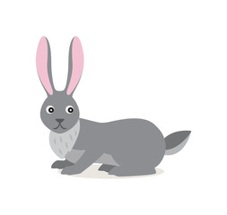 Cute gray rabbit hare isolated on white background