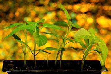 Seedlings of pepper, a popular agricultural plant grown by gardeners. Seedlings - young plants...