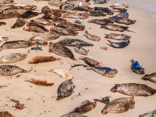 The pool in La Jolla San Diego, a place where the sea lions 
