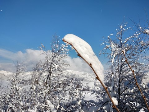 Paisaje de invierno en pueblo de Parva, Ruman&iacute;a Transilvania ramas de &aacute;rbol cargados con nieve