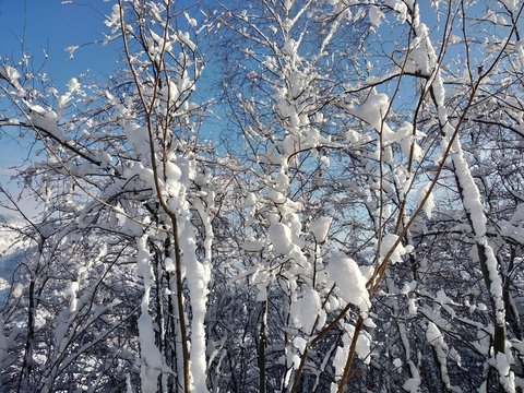 Paisaje de invierno en pueblo de Parva, Ruman&iacute;a Transilvania ramas de &aacute;rbol cargados con nieve