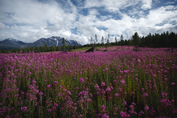 Obraz premium The concept of medicinal herbs. Flowers of Ivan-tea in the Altai highlands. Flower lilac field