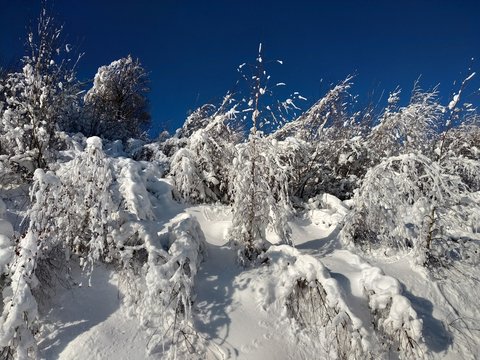 Paisaje de invierno con &aacute;rboles cargados de nieve en pueblo de Parva Transilvania Ruman&iacute;a