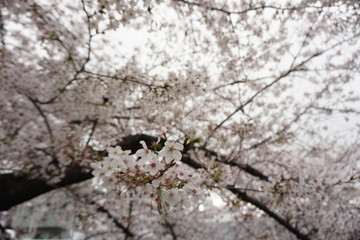 cherry blossom (Sakura) in spring