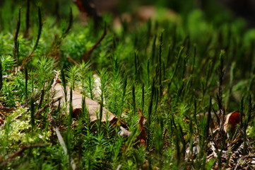 苔の世界