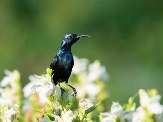 Purple Sunbird on Perch