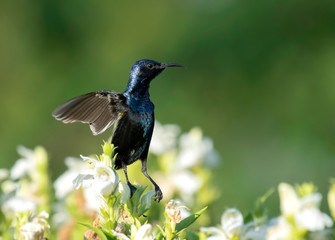 Dance of Purple Sunbird on Perch