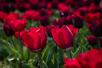 Tulipes rouges