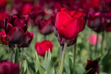 Fototapeta premium Tulipes rouges