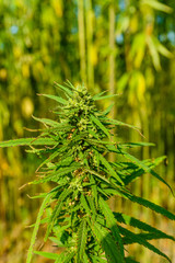 Closeup of green medical cannabis plant