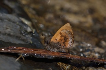  Butterfly from the Taiwan (Orthomiella rantaizana) Una rantaizana butterfly in water