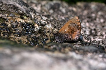  Butterfly from the Taiwan (Orthomiella rantaizana) Una rantaizana butterfly in water