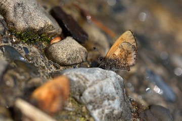  Butterfly from the Taiwan (Orthomiella rantaizana) Una rantaizana butterfly in water