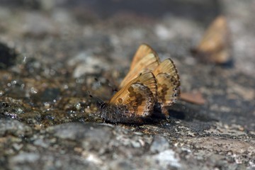  Butterfly from the Taiwan (Orthomiella rantaizana) Una rantaizana butterfly in water