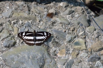 Butterfly from the Taiwan (Athyma jina sauteri) Broadband three-wire butterfly 