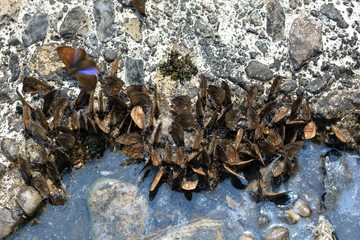  Butterfly from the Taiwan (Orthomiella rantaizana) Una rantaizana butterfly in water