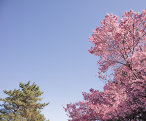 Full bloom Sakura and tree on blue sky background