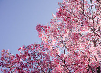 Full bloom Sakura basking in sunlight clear sky