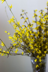 Forsythia bouquet in a crystal vase against the background of a light wall.