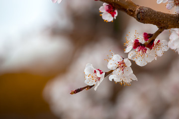Spring border or background art with pink blossoms. Nature scene with blooming apricot tree.