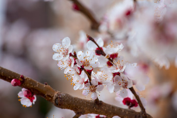 Spring border or background art with pink blossoms. Nature scene with blooming apricot tree.