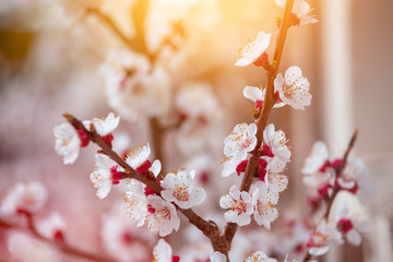 Spring border or background art with pink blossoms. Nature scene with blooming apricot tree.