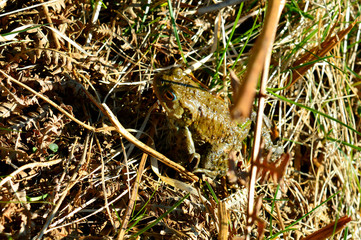 Common Toad