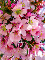 Spring Japanese Cherry blossoms, pink flowers. 