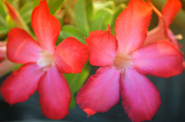 Obraz na płótnie Canvas red frangipani flower