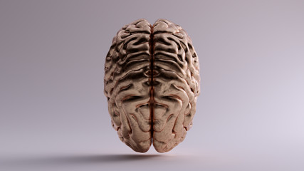 Bronze Anatomical Brain Top