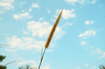 crane in the sky
