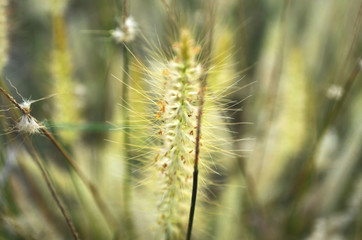 ears of wheat