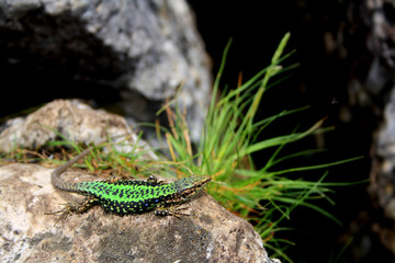 A little green lizard on a stone with grass on the edge of the cliff.