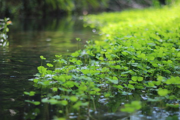 leaves and water