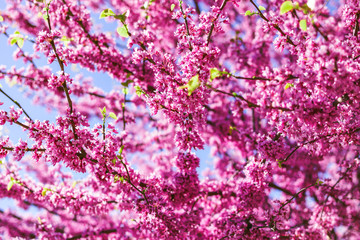 blooming tree against the blue sky.