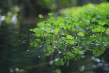 drops on leaf