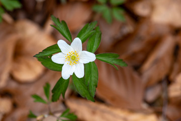primevère fleur de printemps
