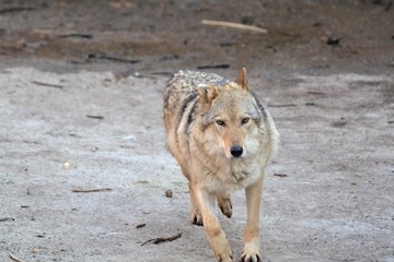 Running gray wolf