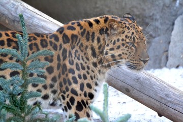 portrait of leopard in winter