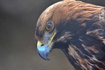 Golden eagle close-up