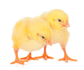 chicks in front of white background.