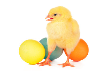 Easter colorful eggs and cute little chicken isolated on white