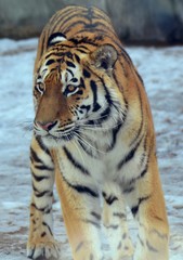 Fototapeta na wymiar Tiger winter day
