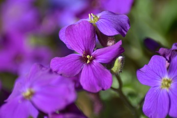 Blühende Blaukissen (Aubrieta)
