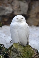 Sleeping polar owl