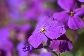 Blühende Blaukissen (Aubrieta)