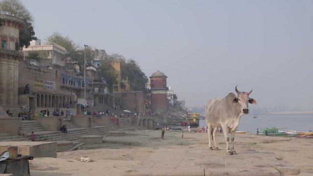 Cow, a sacred animal for Hindus, on the holy ghats of river Ganges at the temple town of Varanasi, the oldest and most revered city of India for Hinduism
