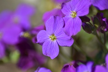 Blühende Blaukissen (Aubrieta)