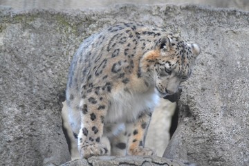 Irbis came out of the cave